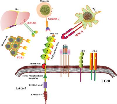 Frontiers | The Promising Immune Checkpoint LAG-3 In Cancer ...